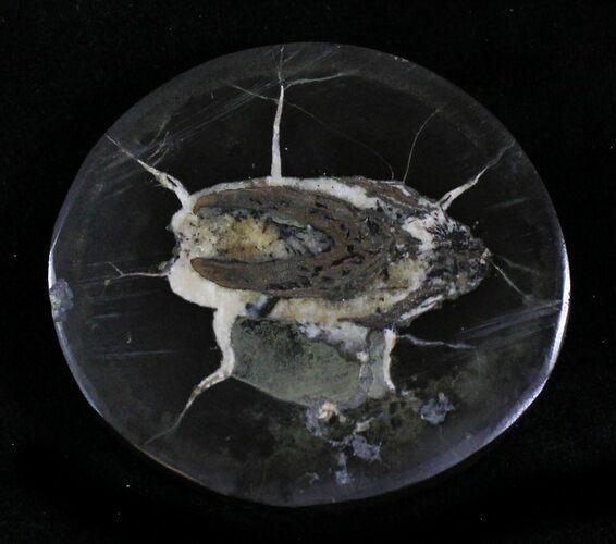 Polished Fish Coprolite (Fossil Poo) - Scotland #22672